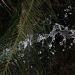 Waterdrops