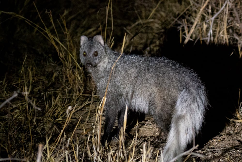 White tailed Mongoose